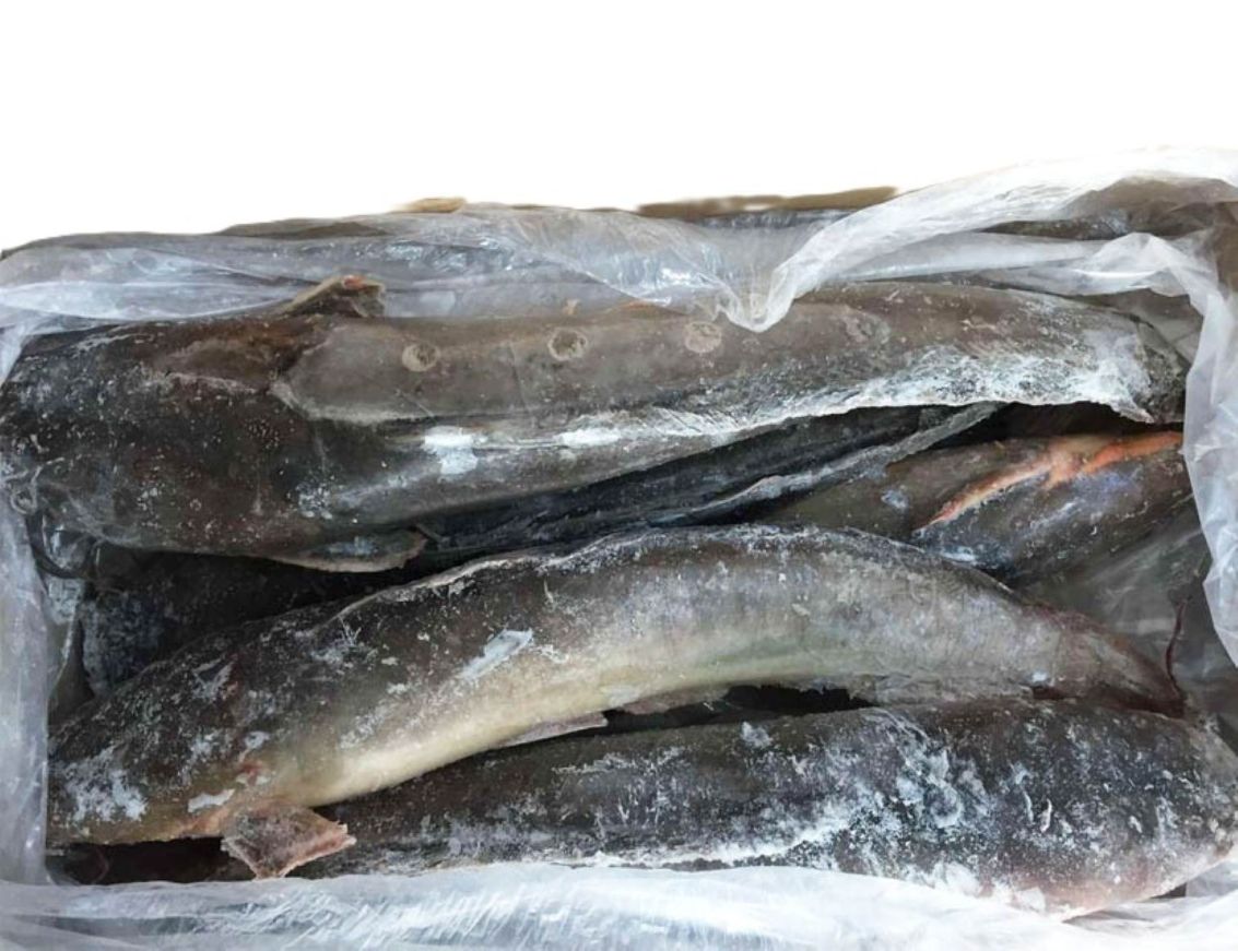 Frozen fresh catfish 500-800g