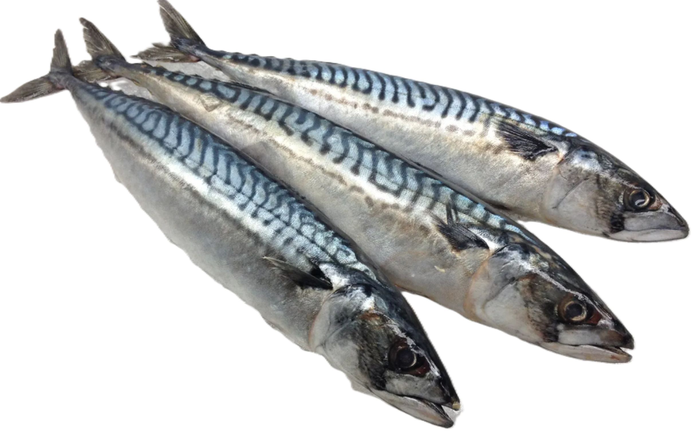 Mackerel Fish (Titus) 3pc